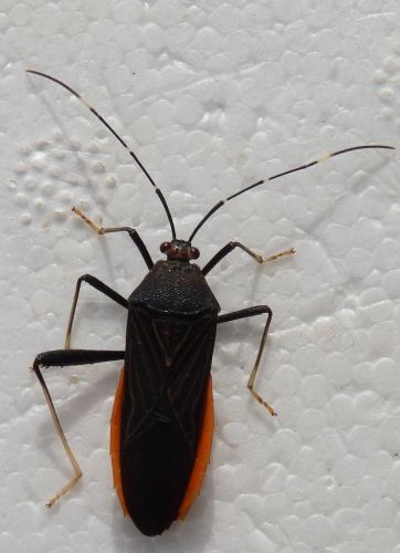 Réf. 225 463 : Nematopus indus